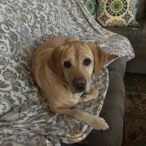 Meet your Posher, Amy